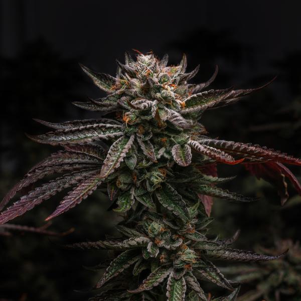 Samen 3x Wedding Cake feminisiert Blow Seeds
